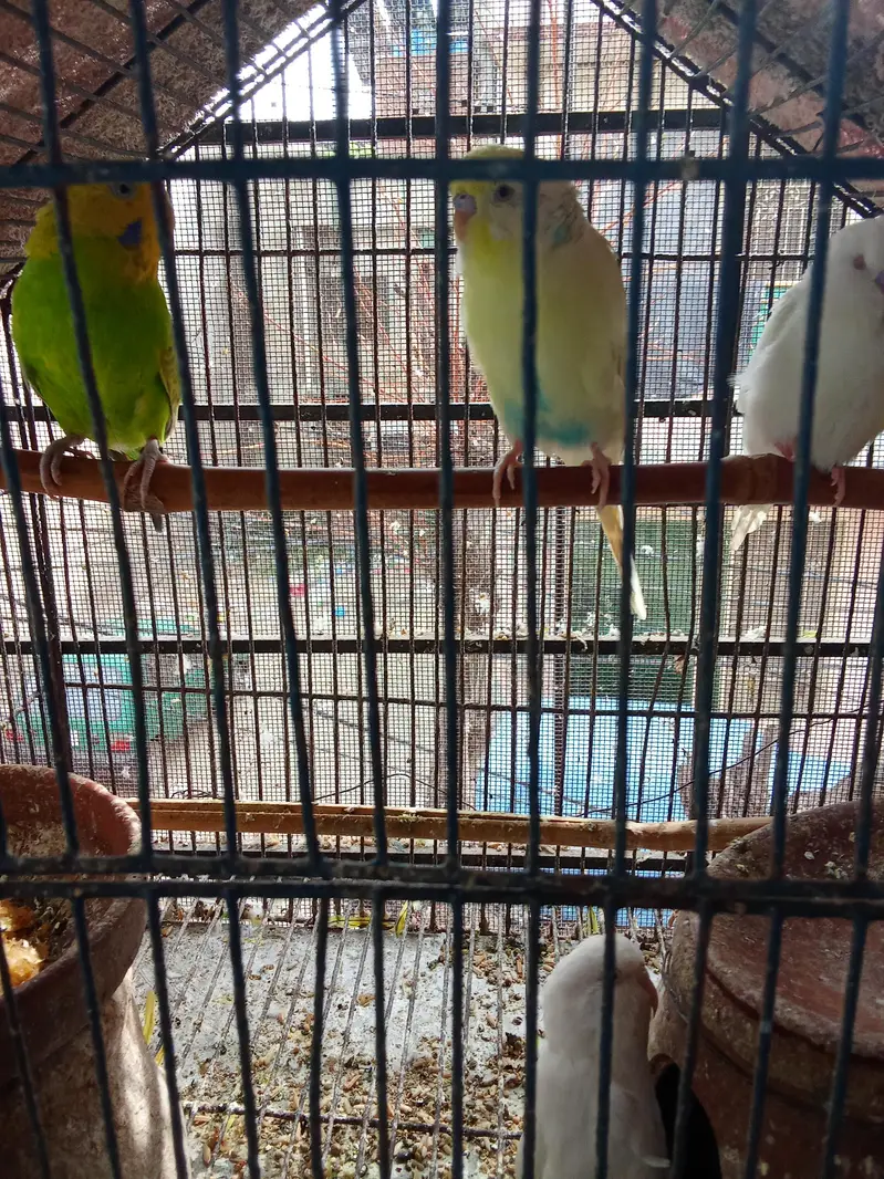 Australian parrot for sale — photo 3