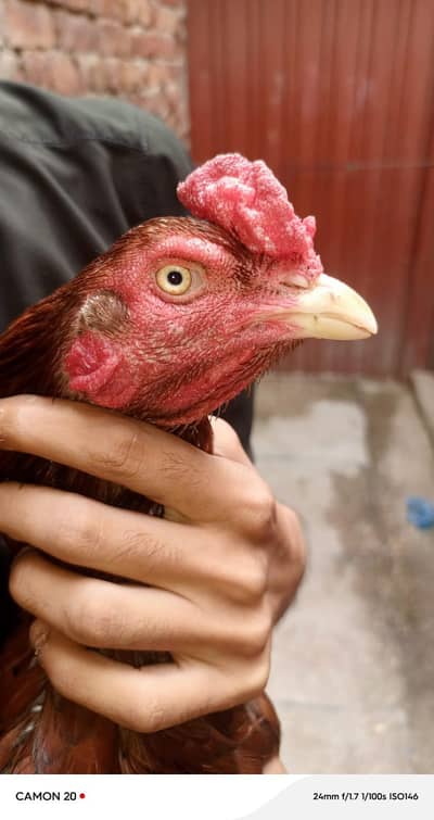2 male for sale 1 amroha male Hy or 1 pela nwaab Wala male Hy