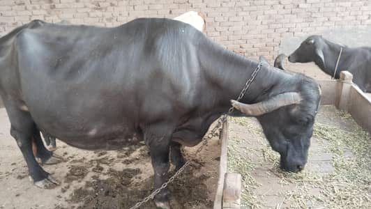 Nili Ravi Bhains Bacha Sath 4 Suwa Multan