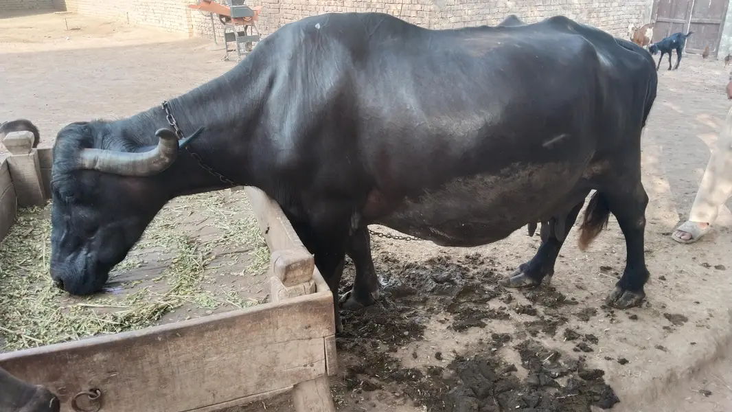 Nili Ravi Bhains Bacha Sath 4 Suwa Multan — photo 2