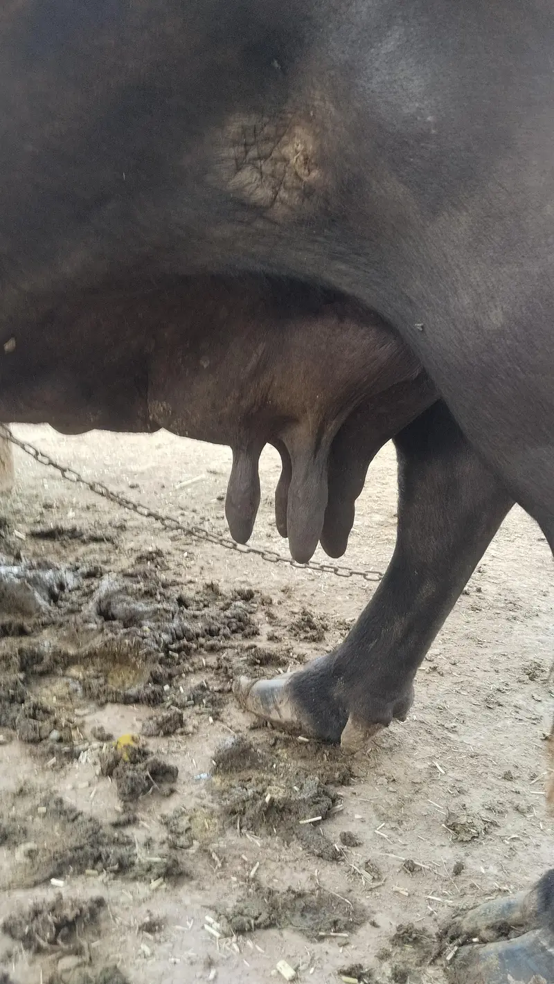 Nili Ravi Bhains Bacha Sath 4 Suwa Multan — photo 3