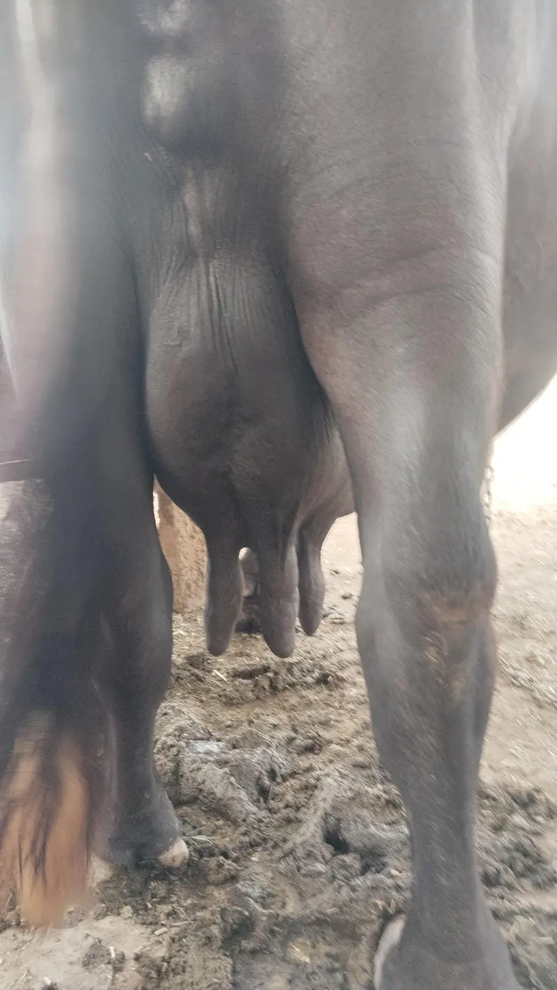 Nili Ravi Bhains Bacha Sath 4 Suwa Multan — photo 4