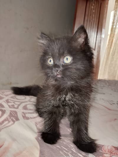 Black cat
