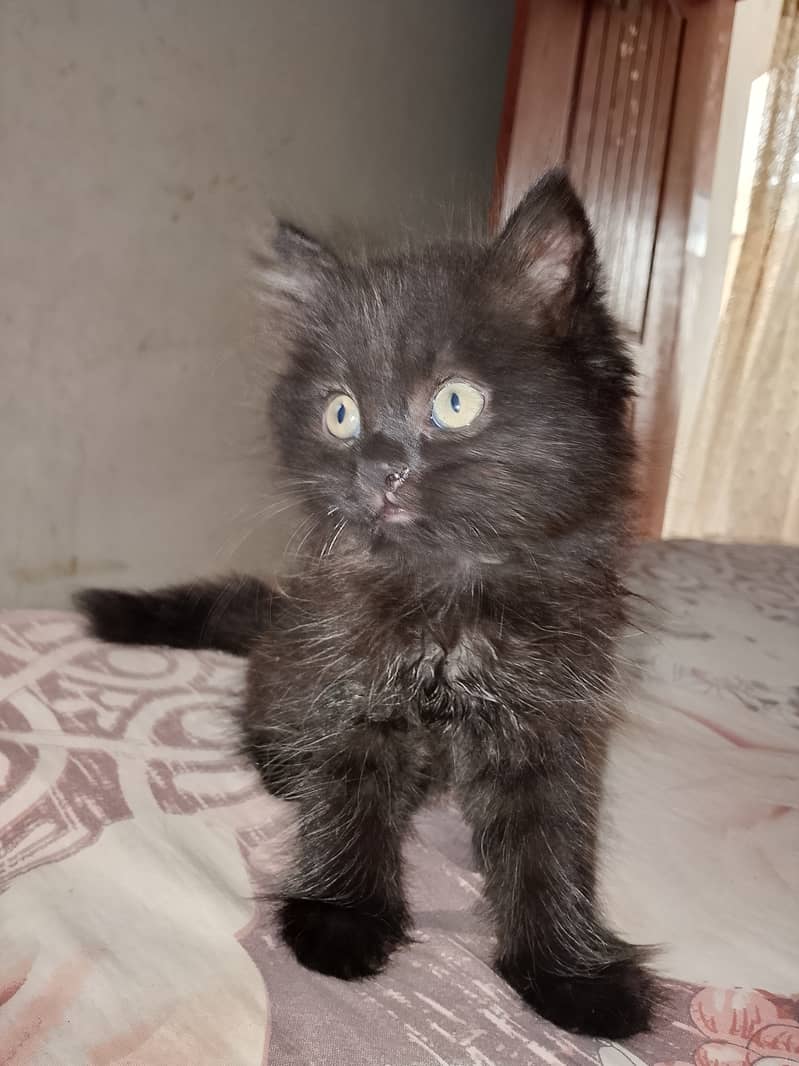 Black cat 0