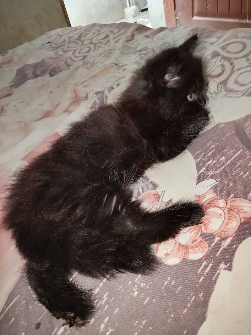 Black cat 1