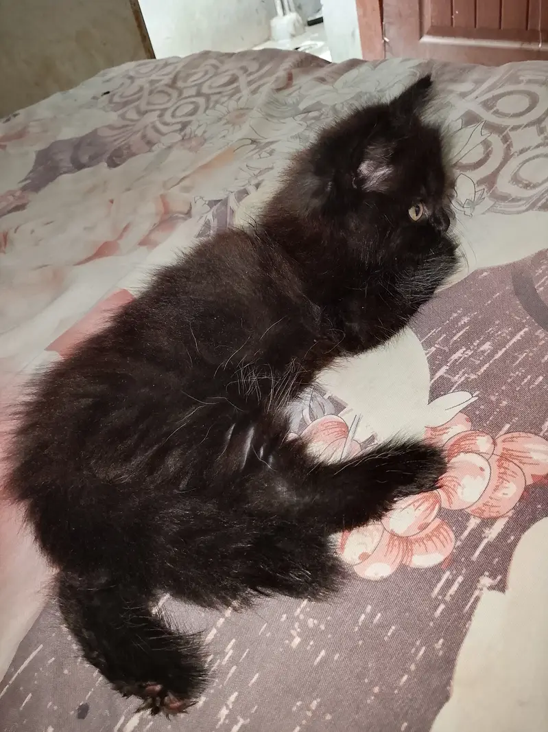 Black cat — photo 2