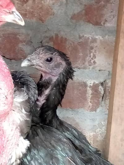 dragon female available thai male available
