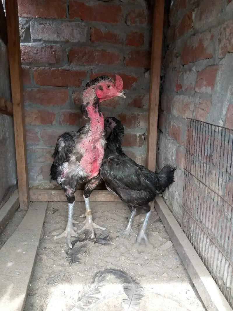 dragon female available thai male available — photo 2
