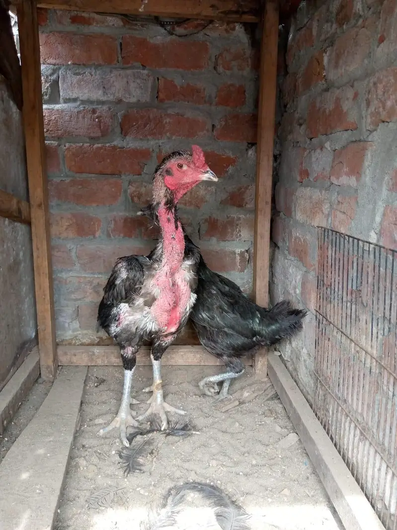 dragon female available thai male available — photo 3