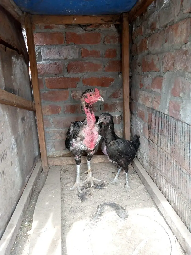 dragon female available thai male available — photo 4