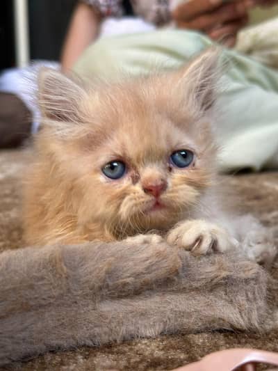 kitten for sale