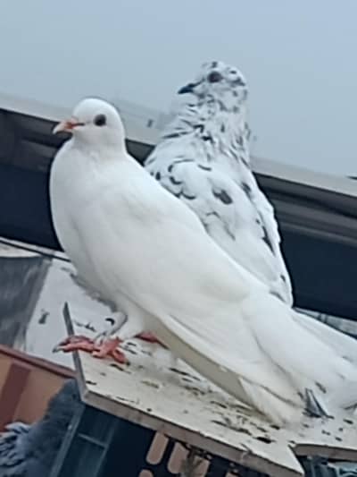 Beautiful Pair