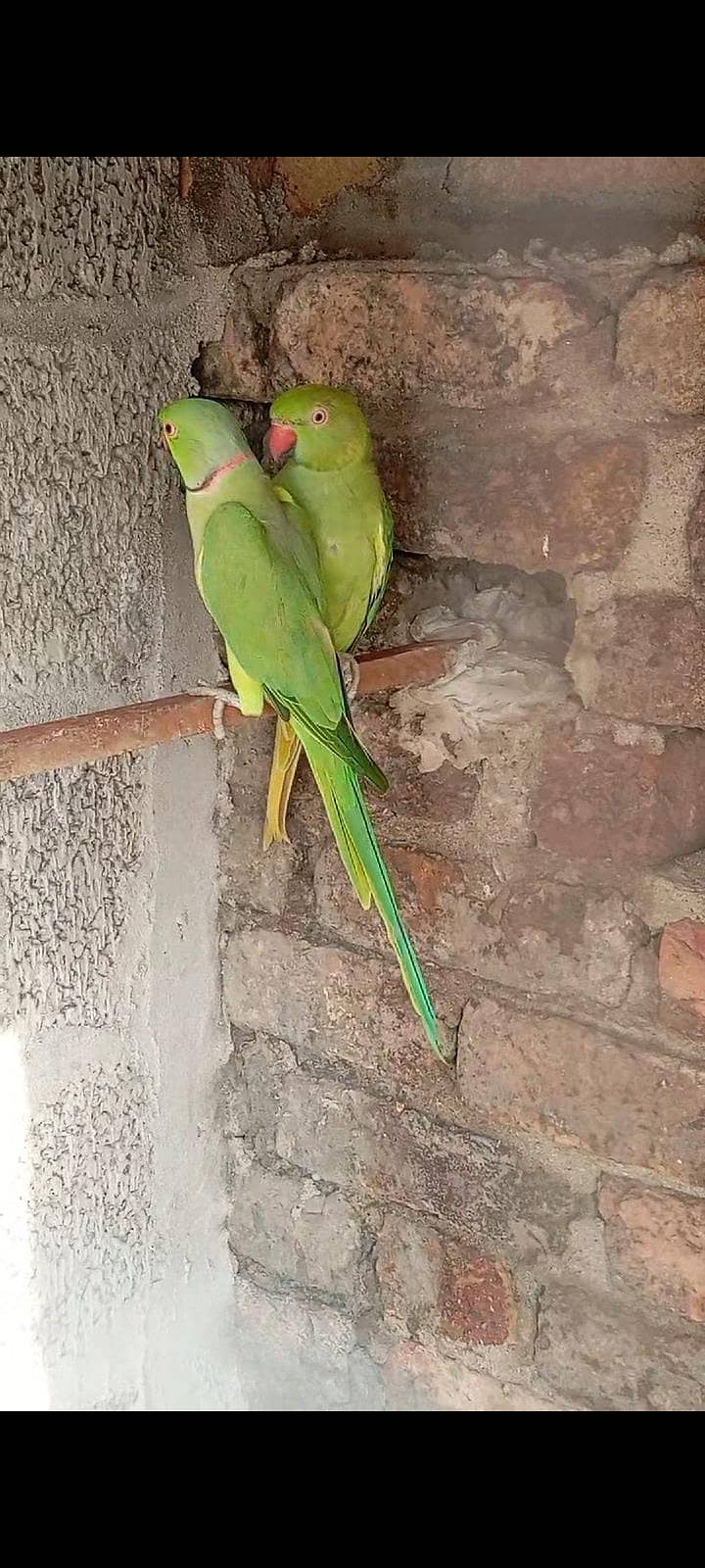 100% breeder pair 1