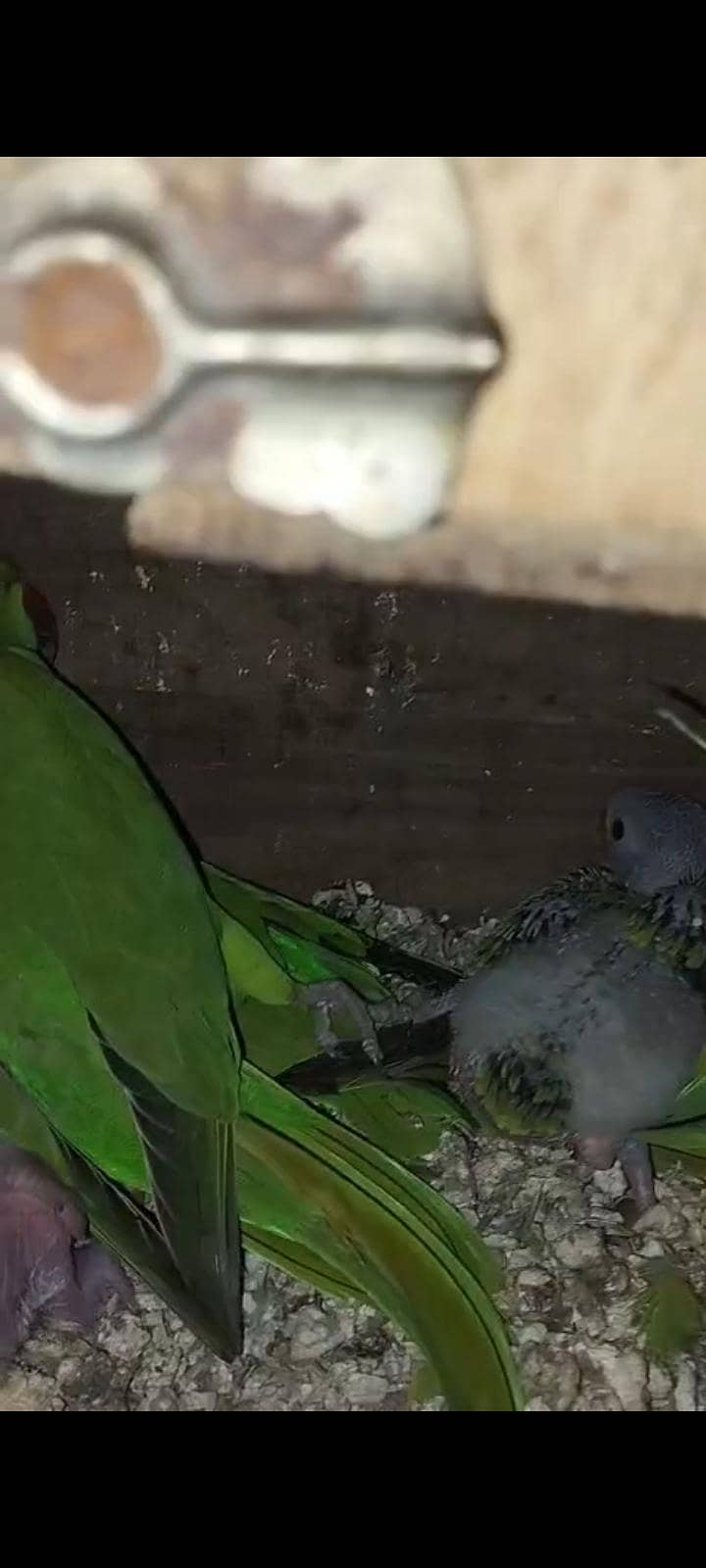 100% breeder pair 2