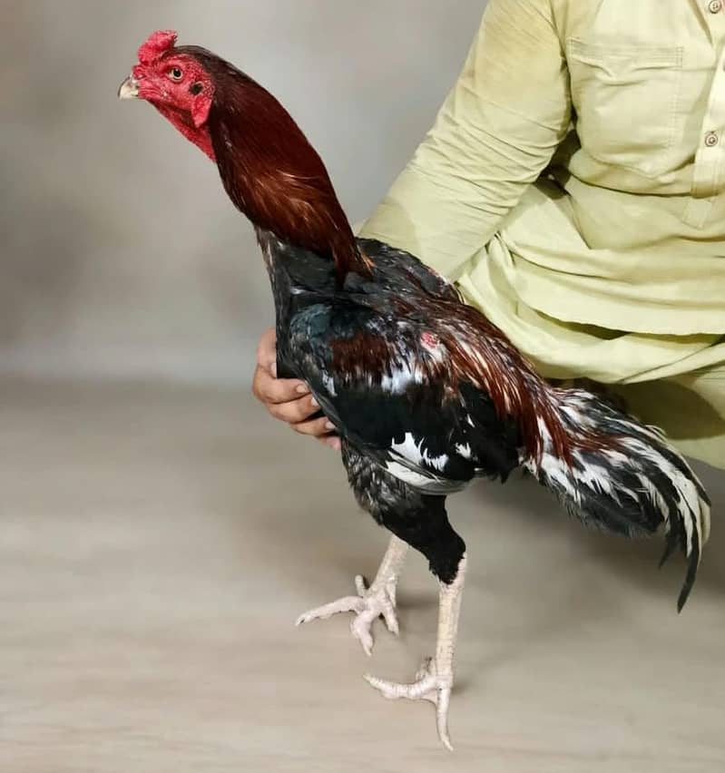 rooster 0