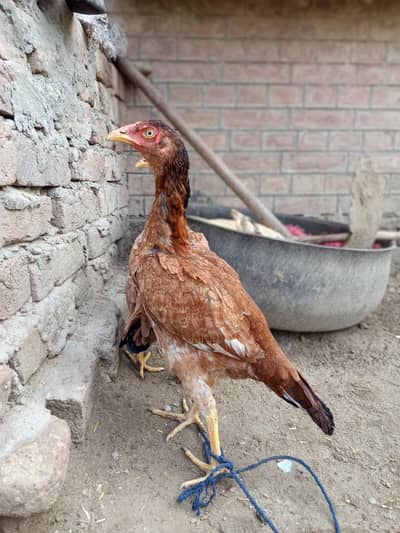 beautiful raza murge