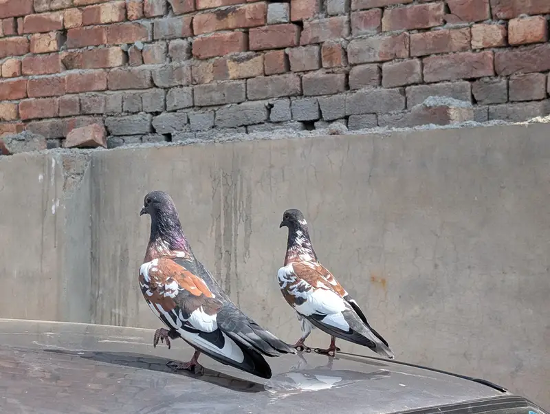 Black Peshori — photo 3