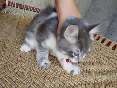 high brid Persian cat