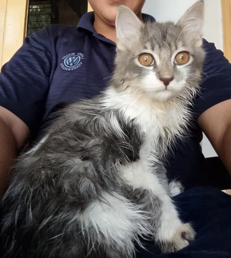 high brid Persian cat — photo 4