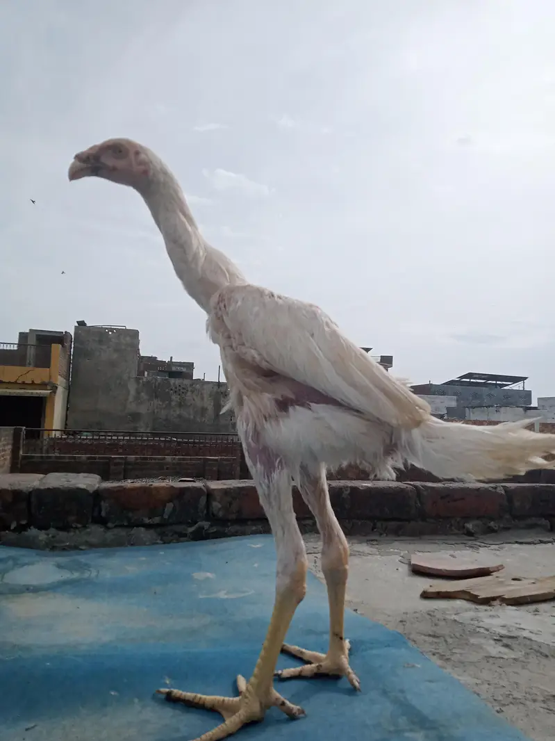 white O shamo — photo 2