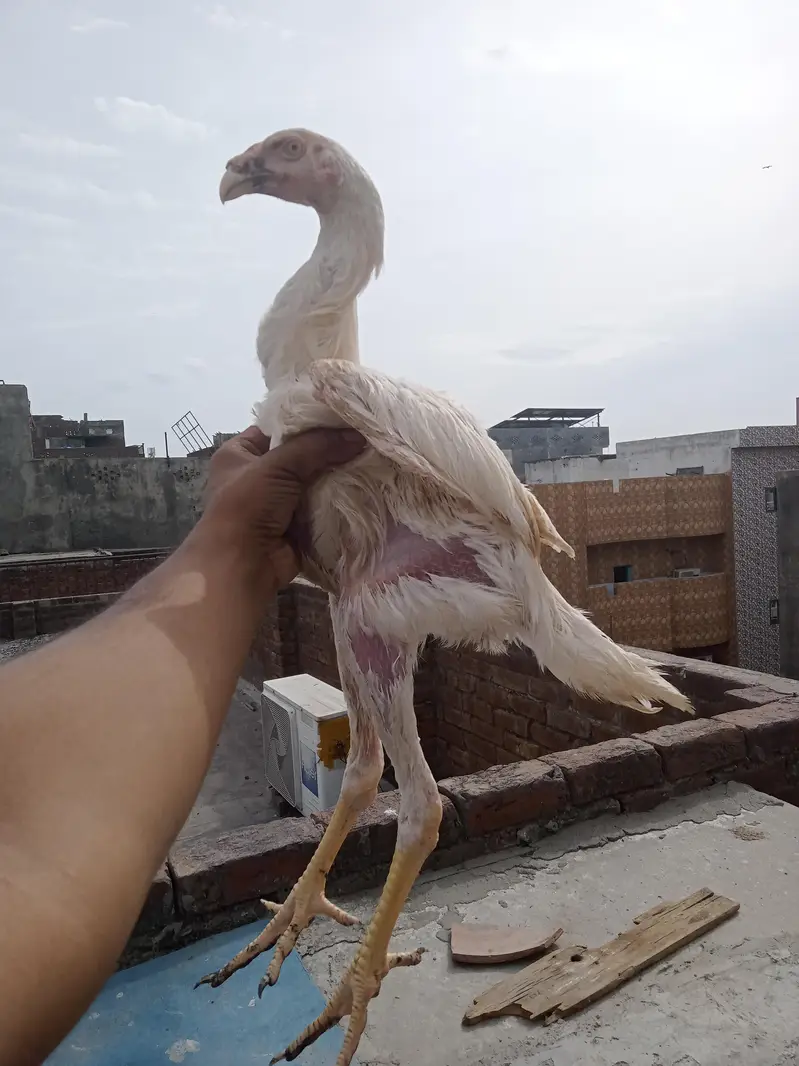 white O shamo — photo 3