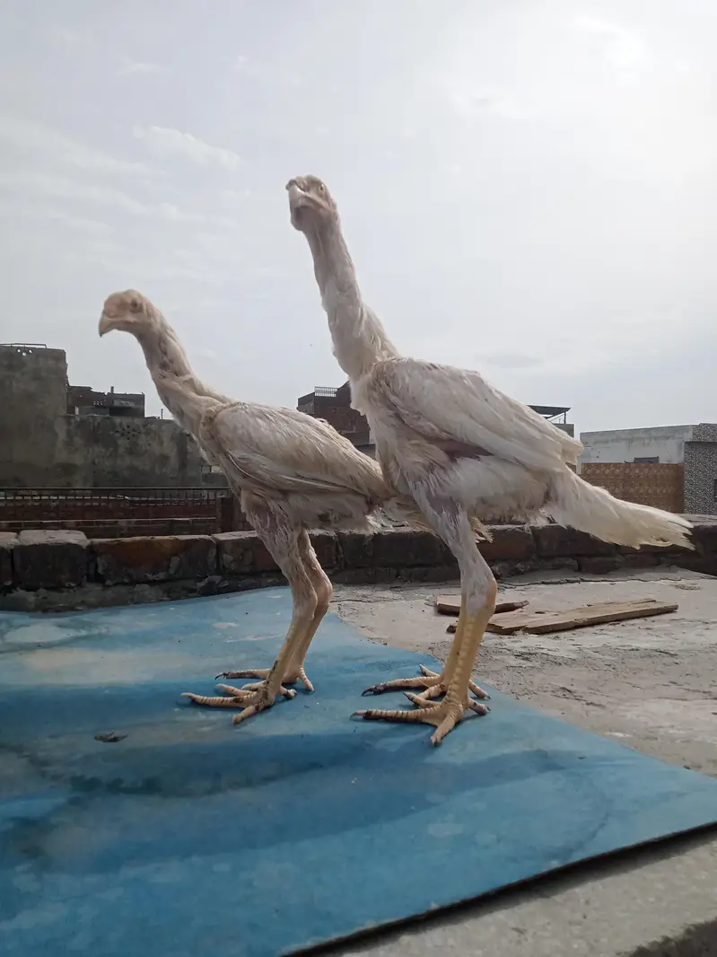 white O shamo — photo 5