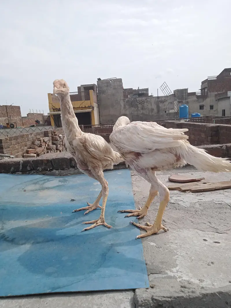 white O shamo — photo 6