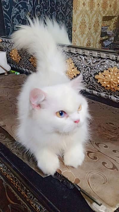 pure achi nasli bili hai mujha zada ni pata