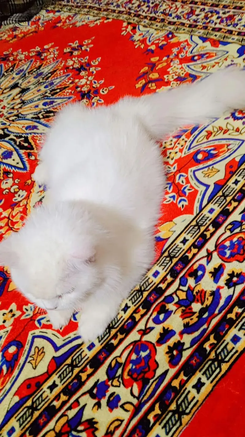 pure achi nasli bili hai mujha zada ni pata — photo 2