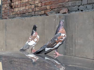 Peshori Breeder Pair and Pathay