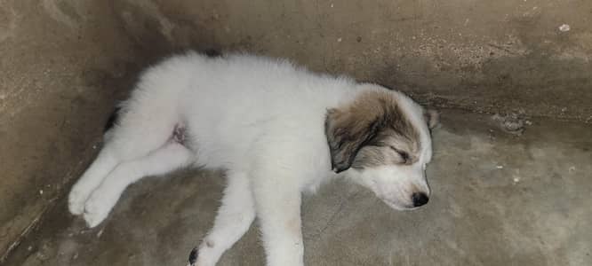 puppy