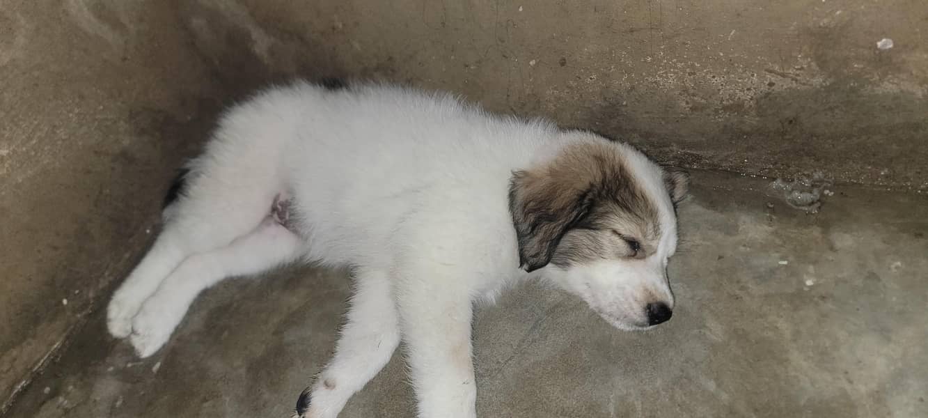 puppy 0