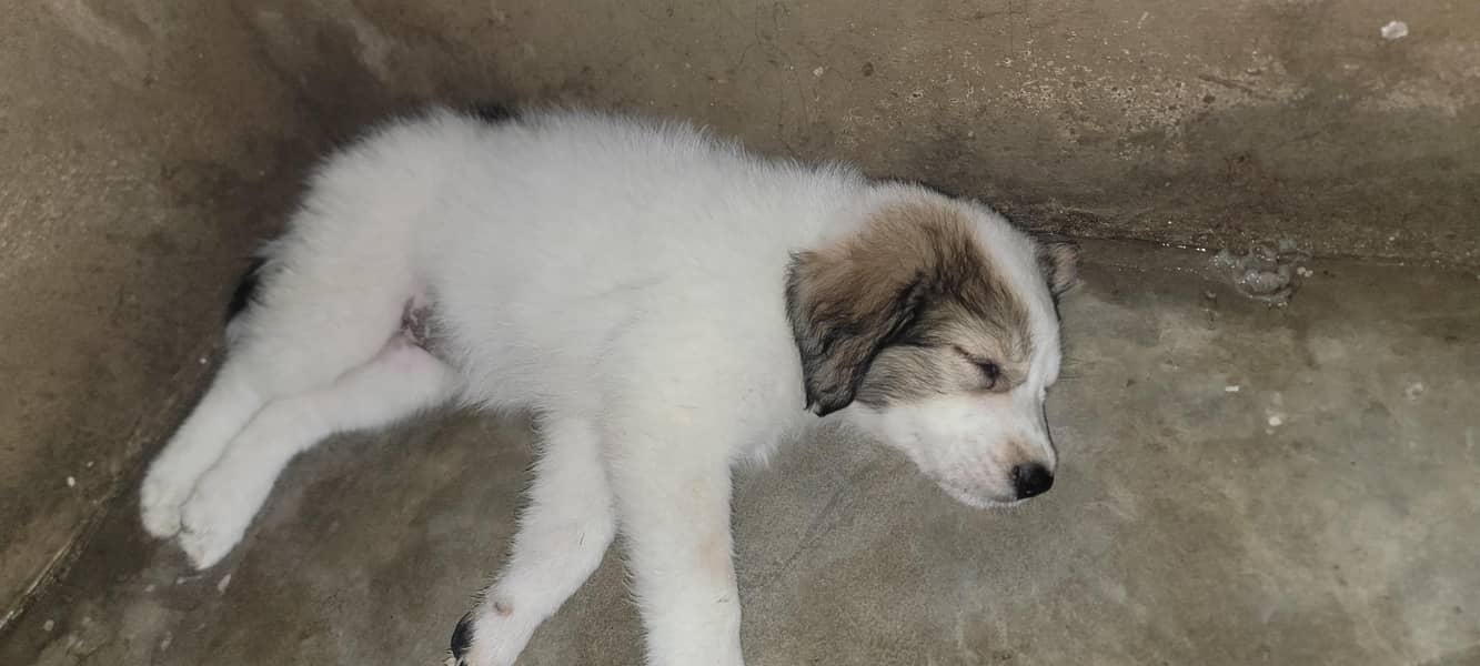 puppy 1