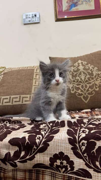 Persian Kitten for sale