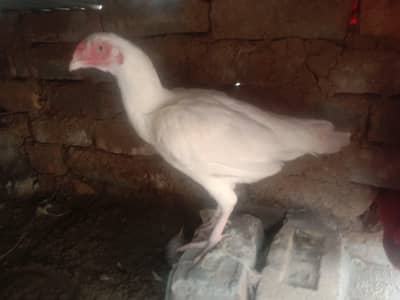 Heera aseel femal