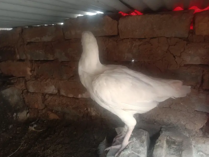 Heera aseel femal — photo 2
