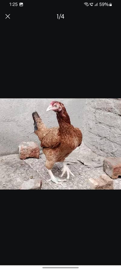 aseel hens for sel