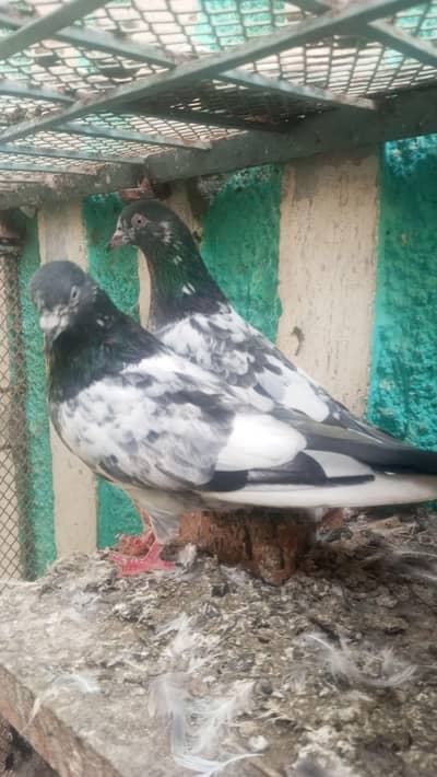 patti wale hor qabli kabbutar for sale