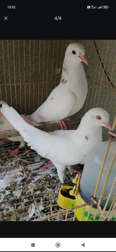 Low Flyer | Chatri Wale Kabootar for Sale