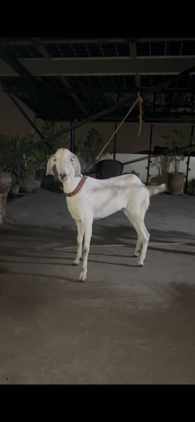 Desi bakri
