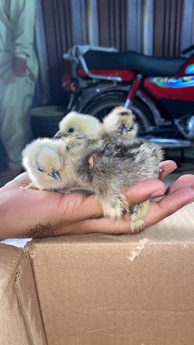 Silkie Import Bloodline Chicsk available
