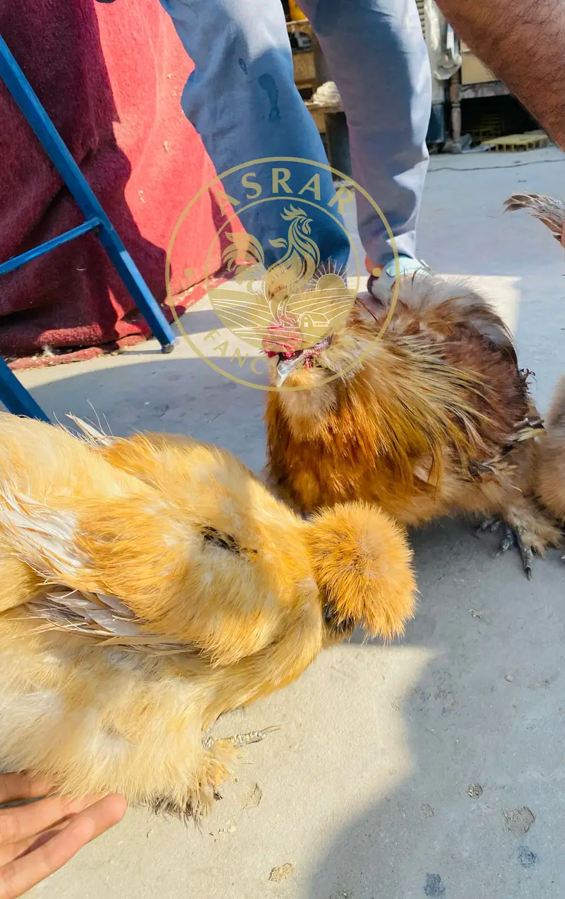Silkie Import Bloodline Chicsk available — photo 3