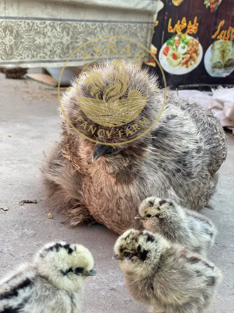Silkie Import Bloodline Chicsk available — photo 4