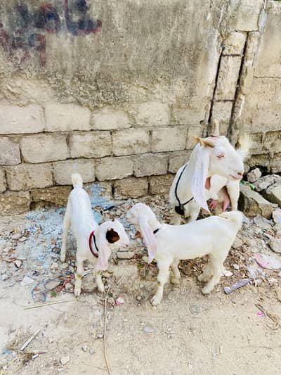 Gulabi rajanpuri bakri with male female kids