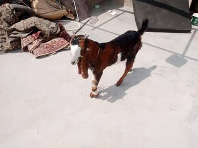 Bakra healthy achi breed Ka hain
