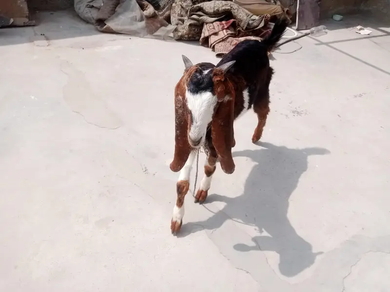 Bakra healthy achi breed Ka hain — photo 2
