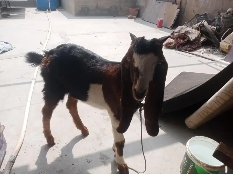 Bakra healthy achi breed Ka hain — photo 3