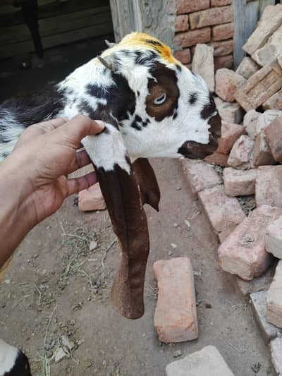 2027 ki Qurbani k Liye best hai Desi Bakra03277617734