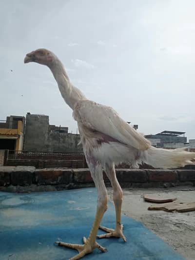 pure white Shamo pair