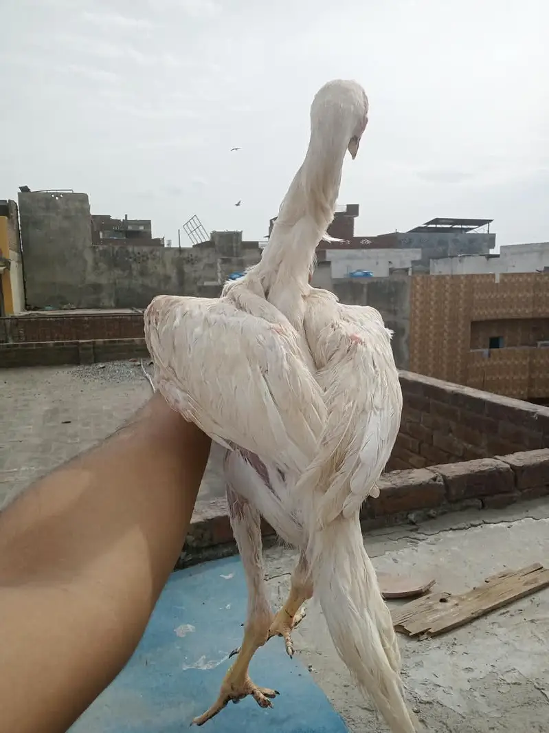 pure white Shamo pair — photo 4
